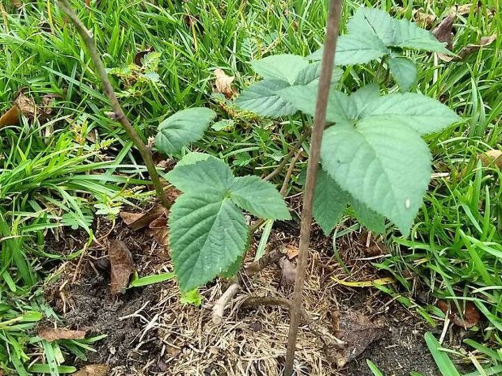 q optimal growing environment for thornless blueberries