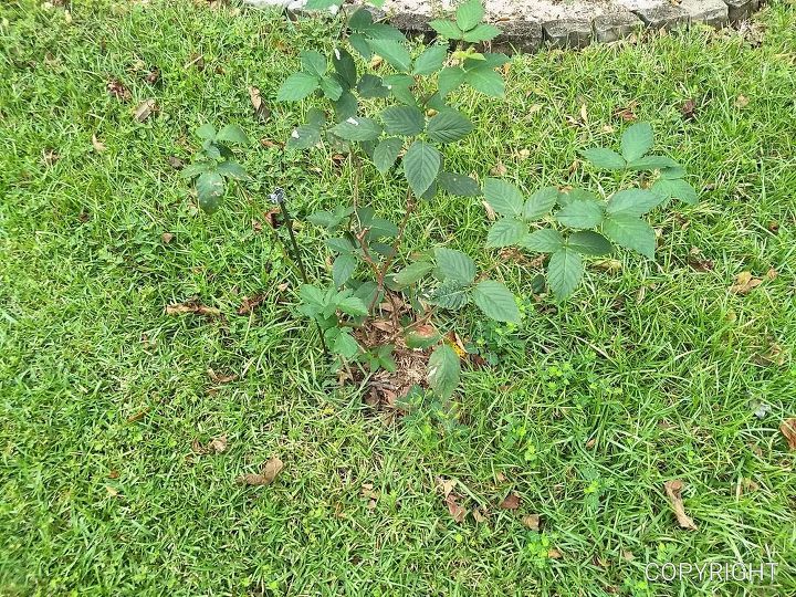 q optimal growing environment for thornless blueberries