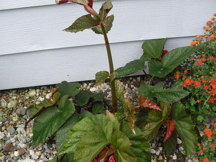 q plant
