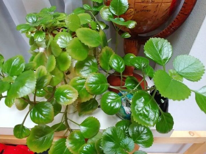 q can anyone identify this plant