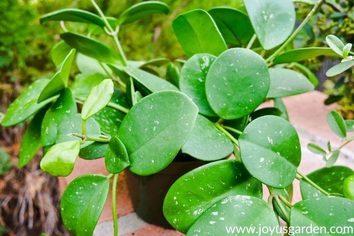 how to care for a hoya houseplant