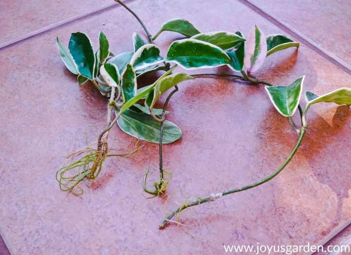 how to care for a hoya houseplant