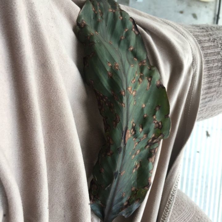 como posso saber o que est comendo minha planta e como posso me livrar dela