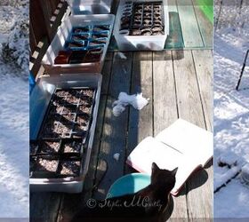 better winter sowing seed trays in storage bins outdoors, Let s see what s sprouting