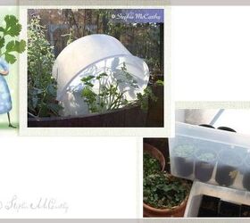 better winter sowing seed trays in storage bins outdoors, Storage container as mini greenhouse