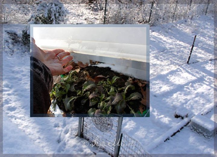 melhor semeadura de inverno bandejas de sementes de balde de armazenamento externo, Plantas resistentes prosperam na prote o do inverno