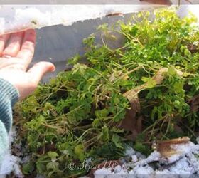 better winter sowing seed trays in storage bins outdoors, Year round parsley