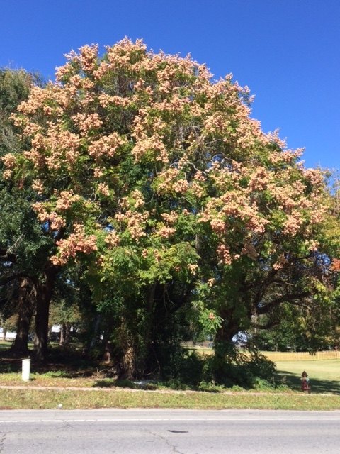 q does anyone know what type of tree this is