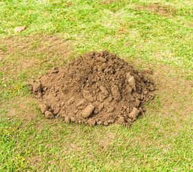 q how to get rid of moles in yard