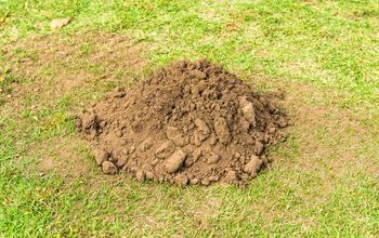 How to get rid of moles in yard?