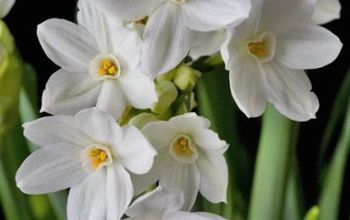 Forcing Narcissus for Christmas or Winter Home Decor