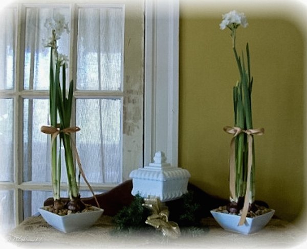 forcing narcissus for christmas or winter home decor
