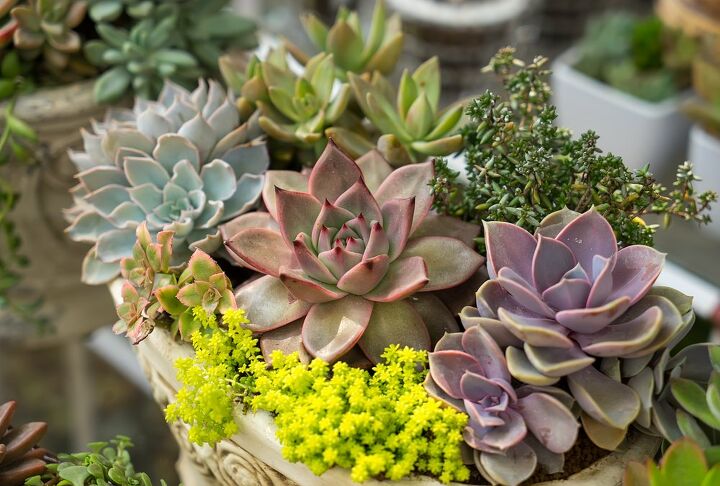 6 tips to grow succulents like a professional gardener