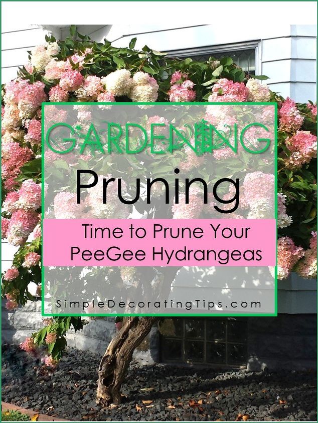 how to prune a hydrangea tree