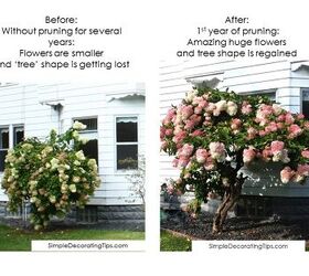 How To Prune A Hydrangea Tree Diy Hometalk How To Prune A Hydrangea Tree Diy Hometalk