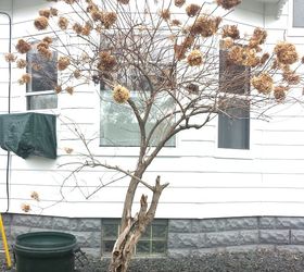 how to prune a hydrangea tree