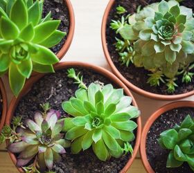 q how to take care of succulents