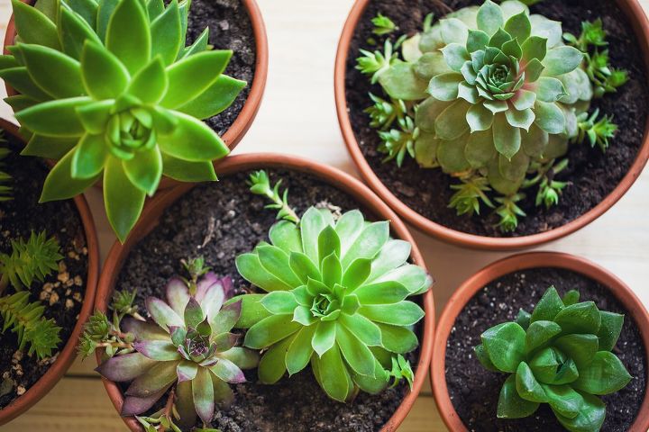 q how to take care of succulents