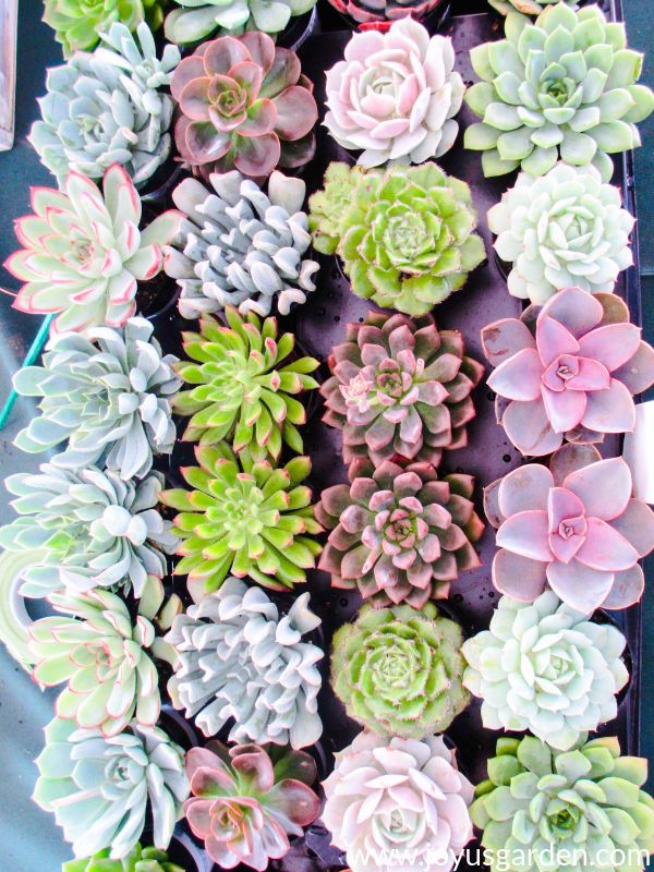 a guide to transplanting succulents into pots