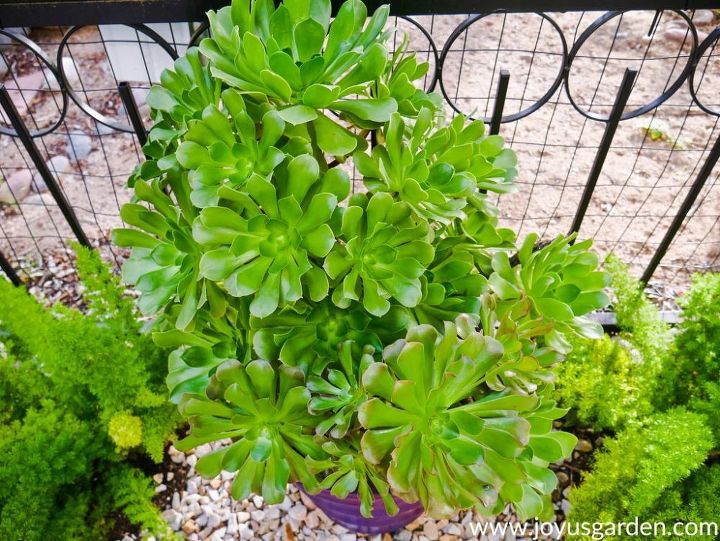 a guide to transplanting succulents into pots