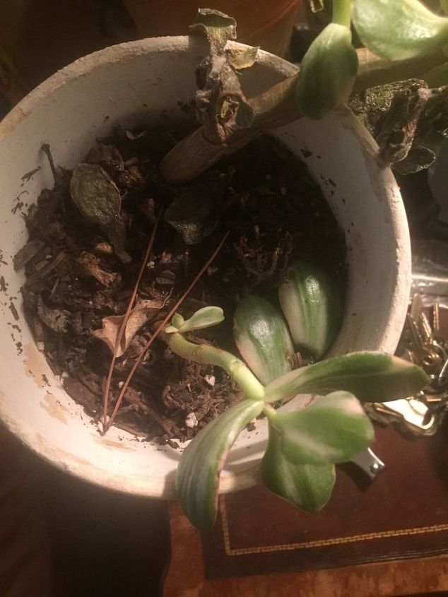 q i have 2 cactus plants i need help with