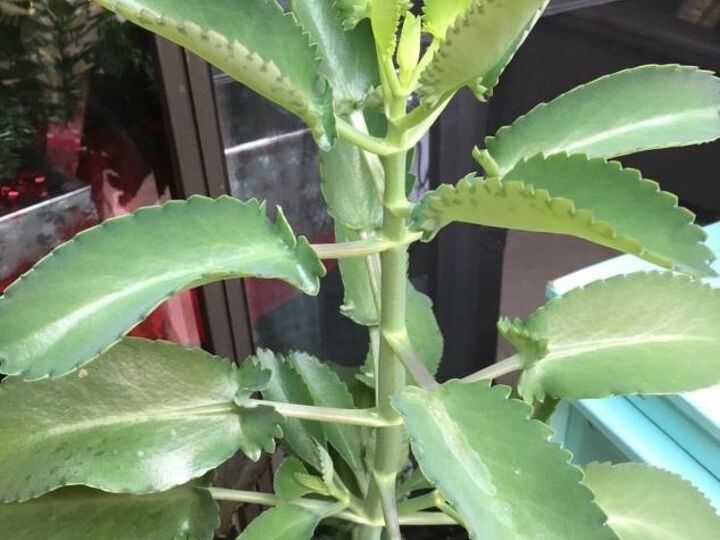q what s wrong with my succulent