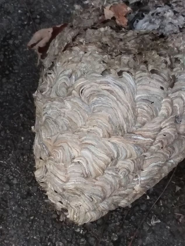 q nest found in park