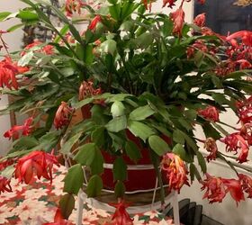 q how do i take care of my christmas cactus after the blooms start dyin