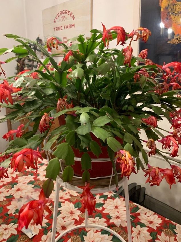q how do i take care of my christmas cactus after the blooms start dyin