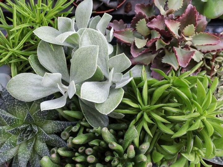 q how to propogate succulents