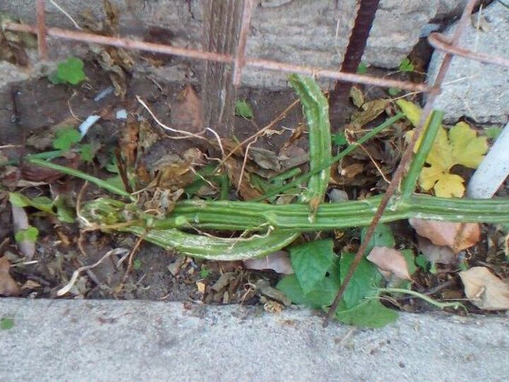 q do i take out the root or leave it