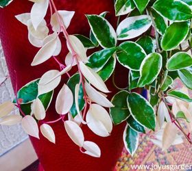 how to care for a hoya plant outdoors