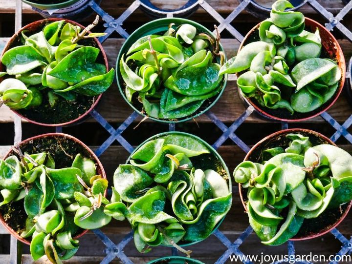 how to care for a hoya plant outdoors