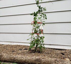 how to use logs as edging for plants make a wall trellis, Plants for the wall trellis