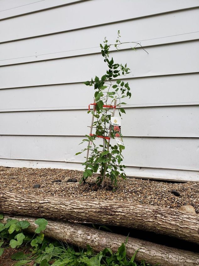 how to use logs as edging for plants make a wall trellis, Plants for the wall trellis