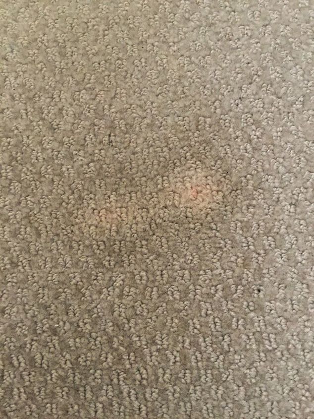 How Do I Er A Bleached Spot On Wool Carpet Hometalk