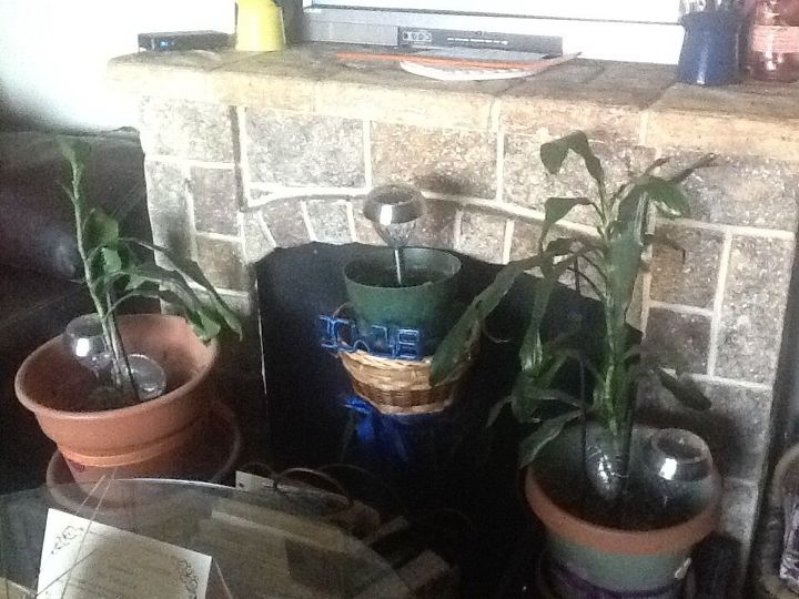 q how do i keep my plants from dying