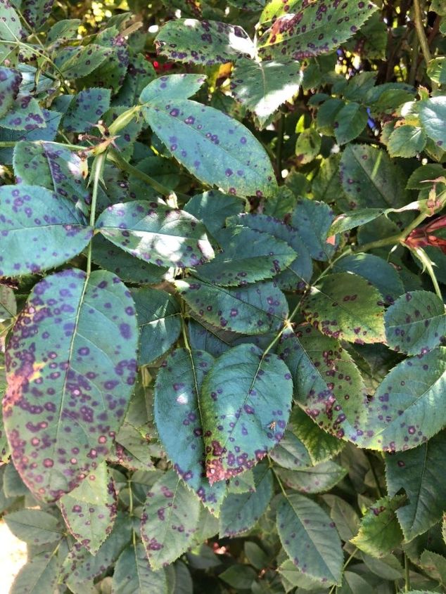 q what is making these marks on my rose leaves