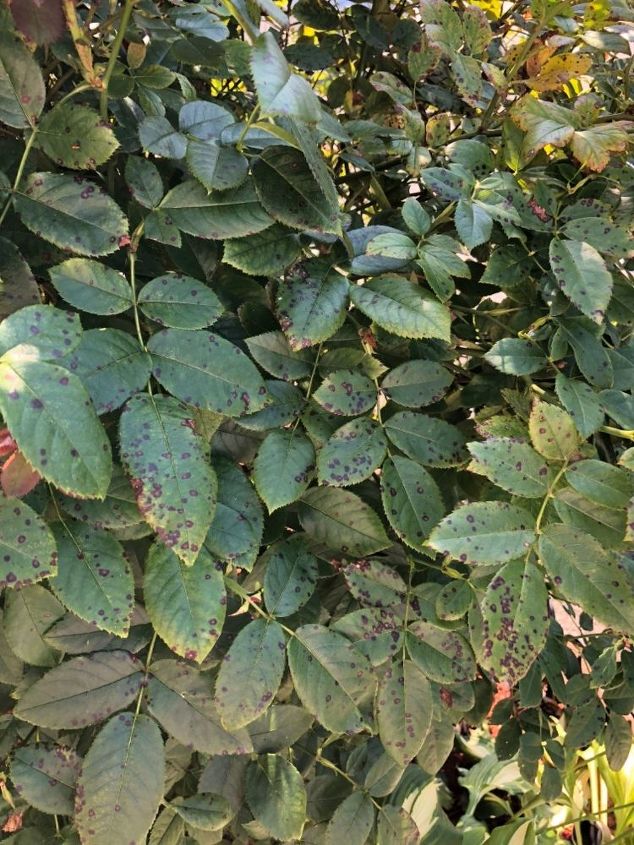 q what is making these marks on my rose leaves