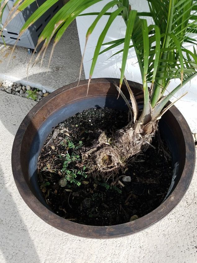 q is it possible to plant additional plants in this pot