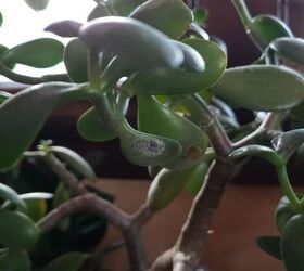q whats wrong with my jade plant