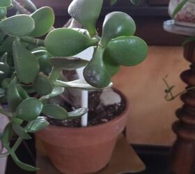 q whats wrong with my jade plant