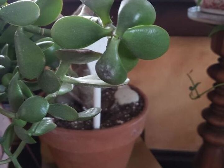 q whats wrong with my jade plant