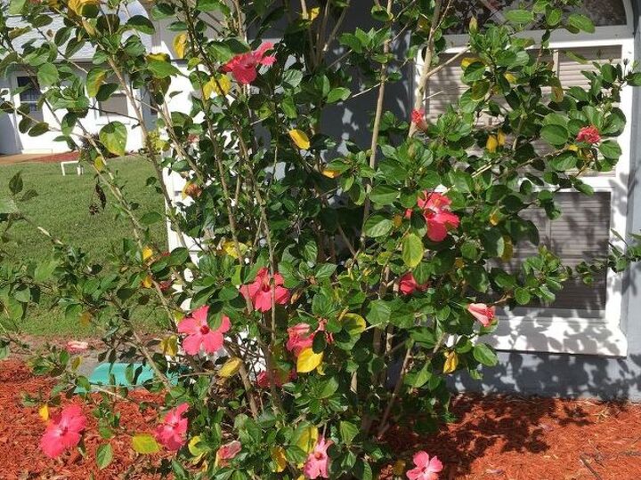 q why are the leaves turning yellow