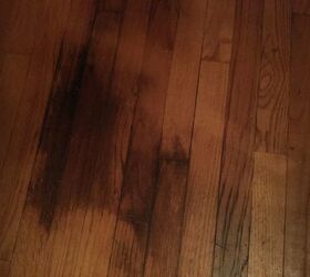 Cat urine hardwood floor best sale black stain