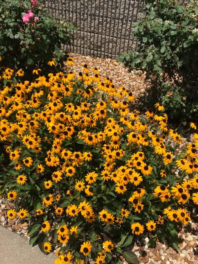 q when to divide black eyed susans