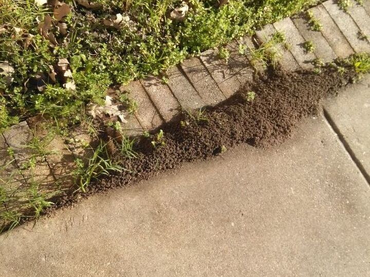q how do i get rid of ants