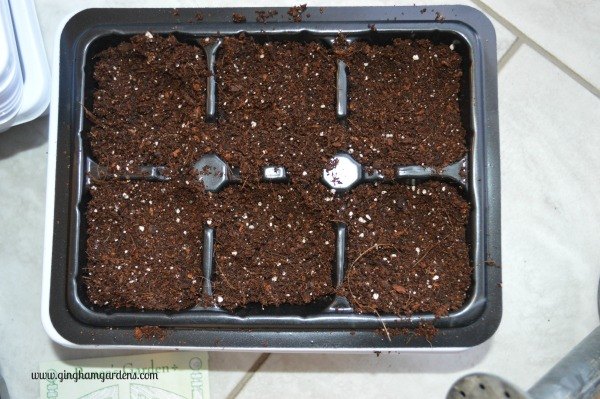 como plantar sementes dentro de casa para comear a cultivar seu jardim de