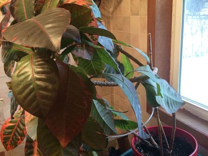 q what kind of plant is this