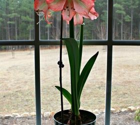 how to divide amaryllis bulbs
